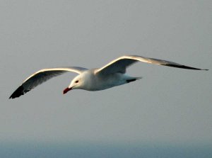 Audouin's Gull