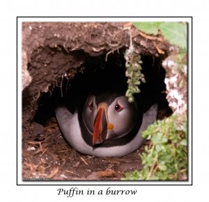 Puffin in a Burrow