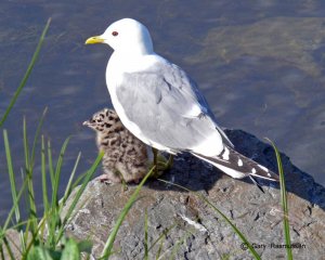 Mew Gull, Larus canus, & chick.