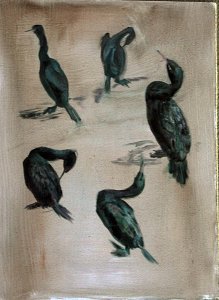 Cormorant studies in oil on panel 12x16