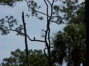 Red-shouldered Hawk from a Distance