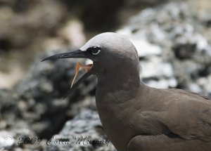 Lesser Noddy