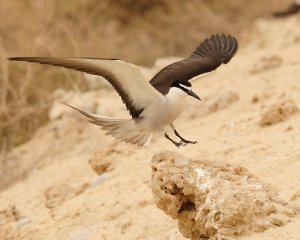 Rocky landing