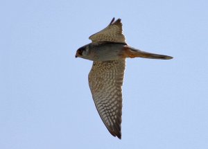 Red footed Falcon