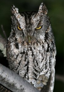 whiskered_screech_owl_may_8th_2009