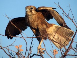 Brown Falcon