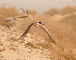 Low level manoeuvre