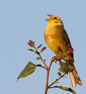 Yellowhammer