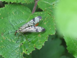 Scorpion Fly