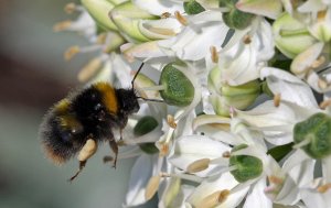 Bumblebee / Allium