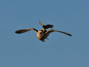 barn owl and western kingbird