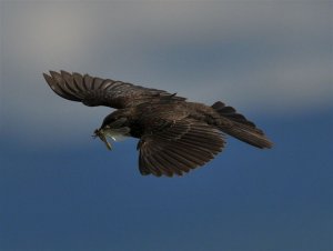 red winged blackbird and dragonfly