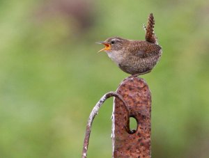 Winter Wren