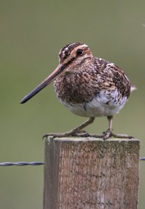 Snipe ,common