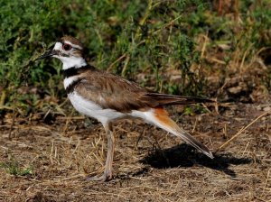 Killdeer