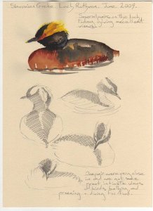 Scotland sketchbook. Slavonian grebes.