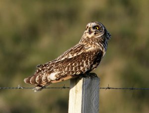 Short-eared Owl