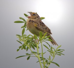 Grasshopper Sparrow in Song