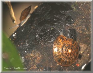 Umbrella snails