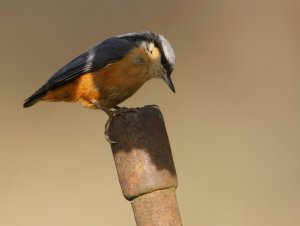 White-tailed Nuthatch