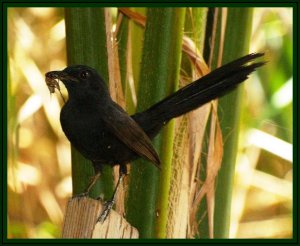 Black Scrub Robin