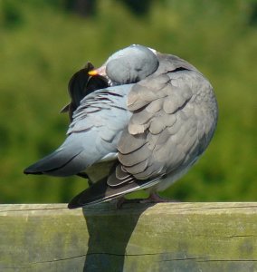 Woodpigeon - Columba palumbus - preening