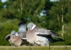 Summer Courtship