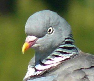 Woodpigeon head shot to show bill colours