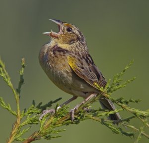Grasshopper Sparrow in song part 2