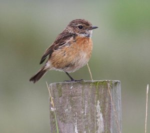 Stonechat Female.