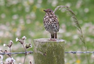 Song Thrush