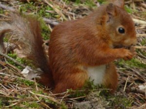 Red Squirrel