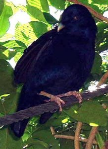 satin bowerbird