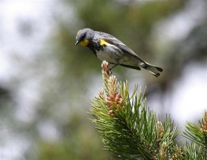 Yellow-rumped Warbler