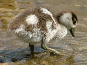 Egyptian goose juvenile