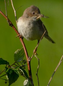 Common Whitethroat