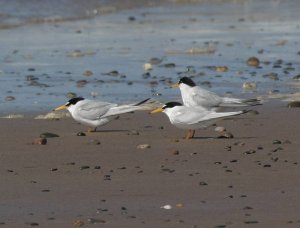 Little Terns