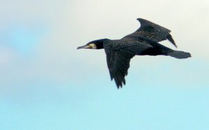 Digiscoped Cormorant in Flight