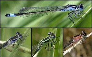 Blue-tailed Damselfly Colour Variations