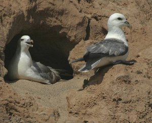 Fulmar