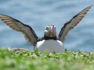 Puffin