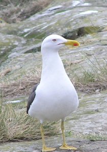 Lesser Black-backed Gull