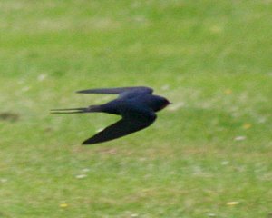 Swallow on the Wing 2