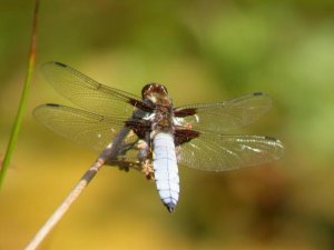 Broad-bodied Chaser