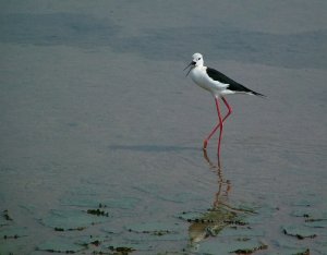 Black winged stilt