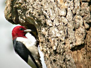 Red Headed Woodpecker