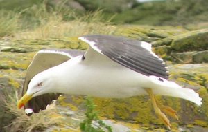 Lesser Black-backed Gull