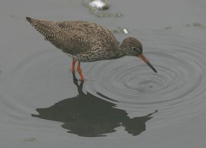 Redshank