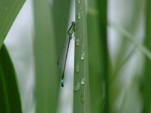 Damselfly