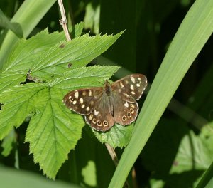 Speckled Wood